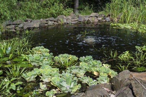 Pond Management Absolute Aquatics
