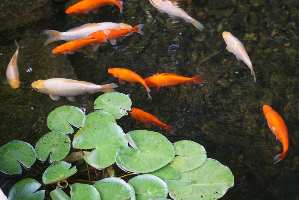 goldfish in pond